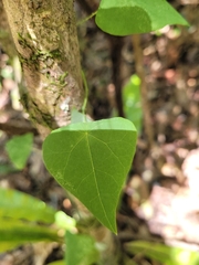 Echinostephia aculeata