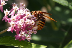 Vespa simillima simillima