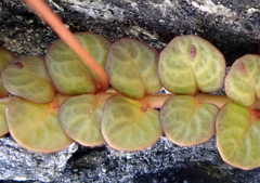 Epilobium komarovianum