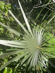Coccothrinax