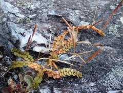 Epilobium komarovianum