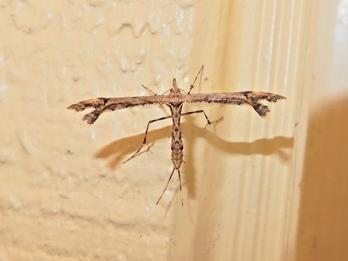 Amblyptilia repletalis photo 3