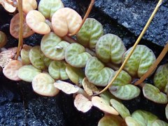 Epilobium komarovianum