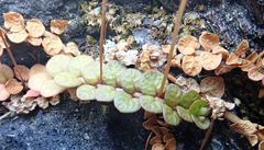 Epilobium komarovianum