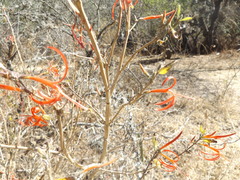 Anisacanthus pumilus