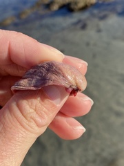 Semele rupicola