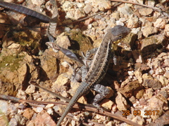 Sceloporus squamosus