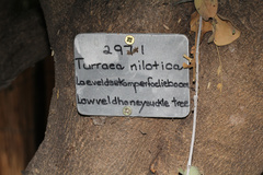 Turraea nilotica
