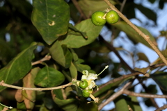 Turraea nilotica