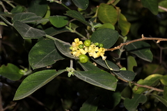 Turraea nilotica