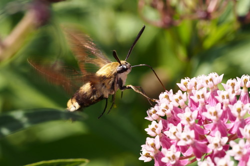 スキバホウジャク (Hemaris radians) · iNaturalist