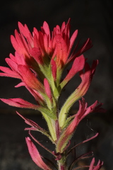 Castilleja bryantii