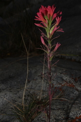 Castilleja bryantii