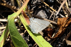 Hypolycaena philippus