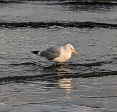 Larus argentatus