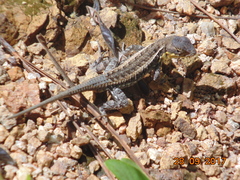 Sceloporus squamosus