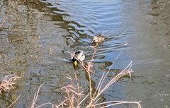 Anas platyrhynchos