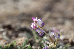 Astragalus francisquitensis