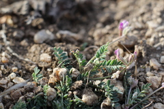 Astragalus francisquitensis