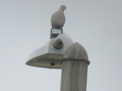 Streptopelia decaocto