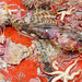 Arctic Staghorn Sculpin - Photo (c) Claude Nozères, some rights reserved (CC BY-NC), uploaded by Claude Nozères
