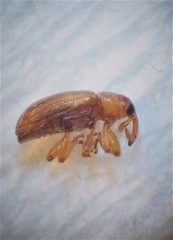 Peristoreus cruciger