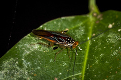 Euphyllodromia angustata