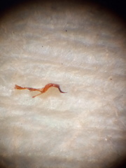 Peristoreus cruciger