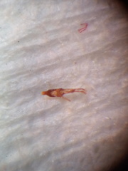Peristoreus cruciger