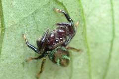 Thiania bhamoensis