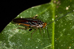 Euphyllodromia angustata