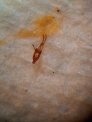 Peristoreus cruciger