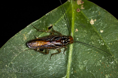 Euphyllodromia angustata