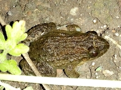 Leptodactylus melanonotus