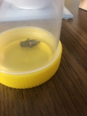 Helophilus antipodus