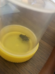 Helophilus antipodus