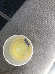 Helophilus antipodus