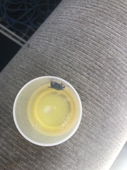 Helophilus antipodus