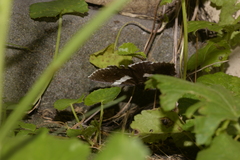 Buzara latizona