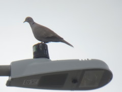 Streptopelia decaocto