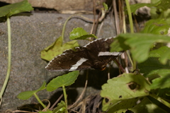 Buzara latizona