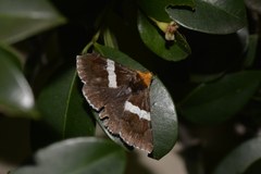 Buzara latizona