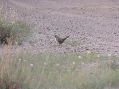 Rhinocrypta lanceolata