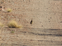 Rhinocrypta lanceolata