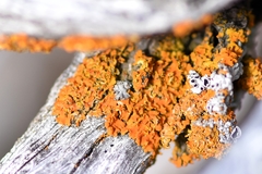 Xanthomendoza galericulata