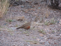 Rhinocrypta lanceolata