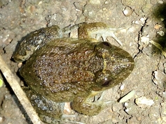 Leptodactylus melanonotus
