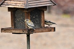 Coccothraustes vespertinus vespertinus