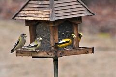 Coccothraustes vespertinus vespertinus