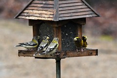 Coccothraustes vespertinus vespertinus
